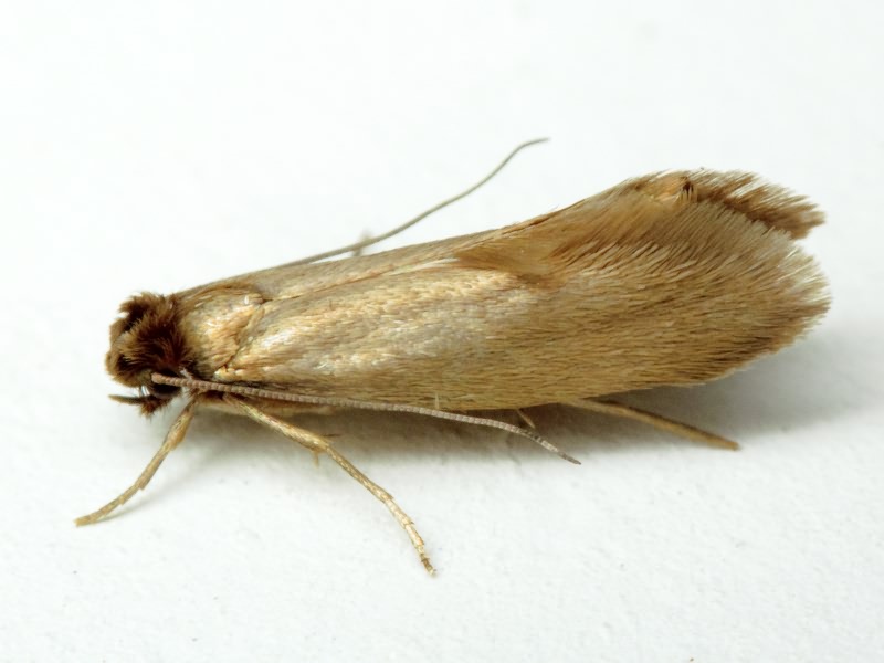 Fabric-Moth-