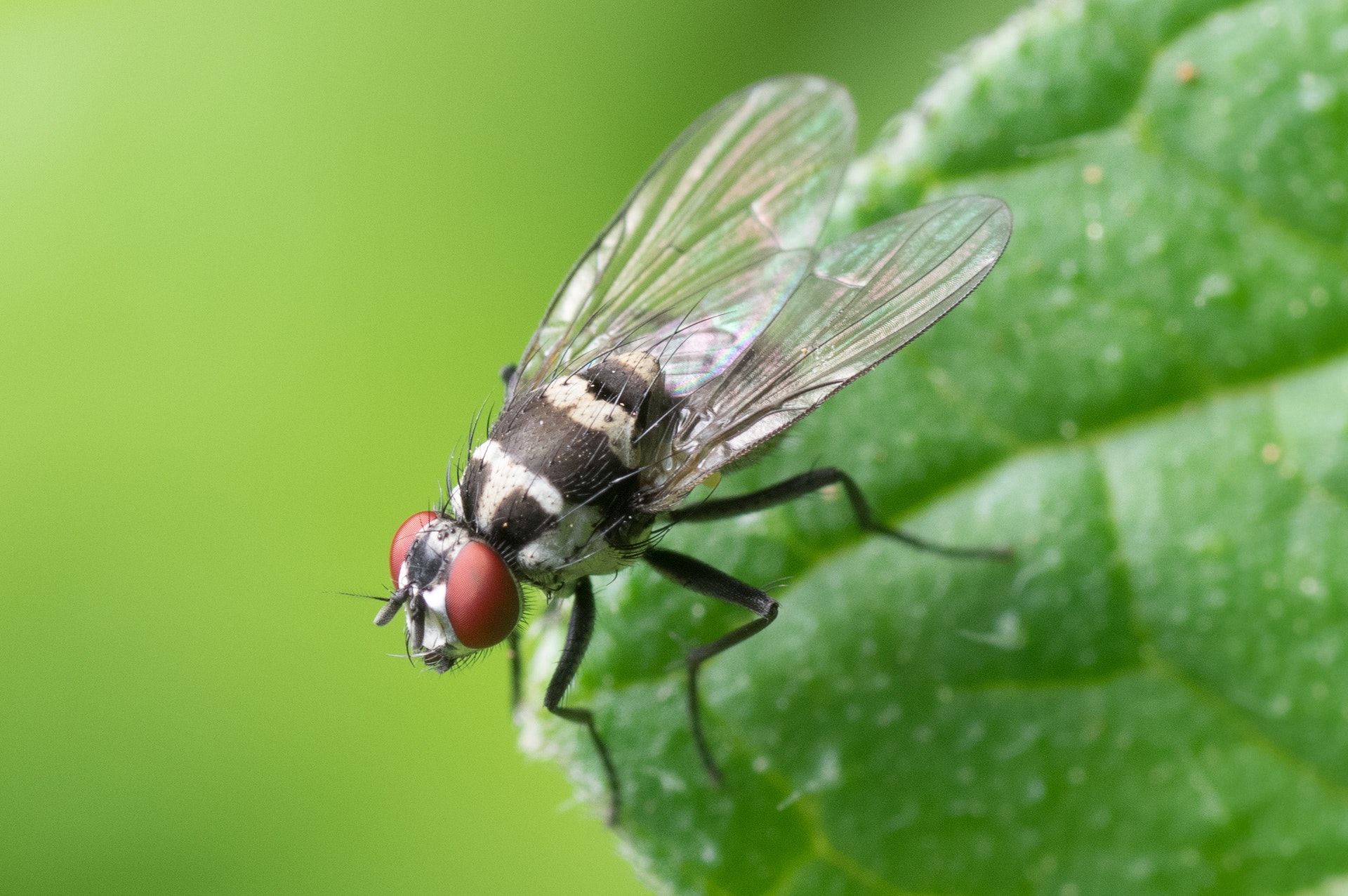 Get Rid Of Cluster Flies