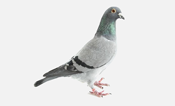 pigeon