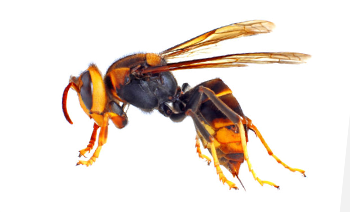 wasp