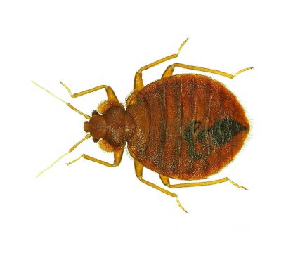 Bedbug (Cimex lectularius) Bed Bug Treatment